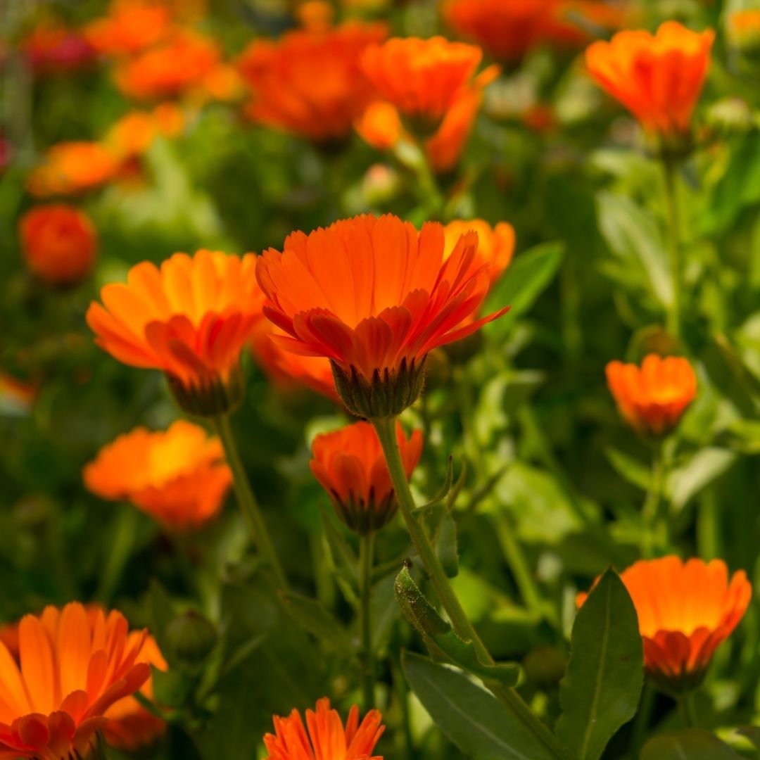 calendula seeds plant and share calendula seeds plant and share